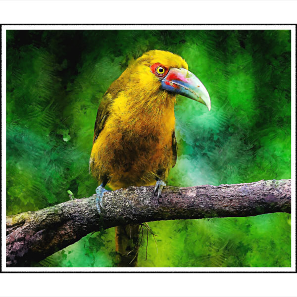 bird